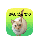 にゃんこツアー02★（個別スタンプ：16）