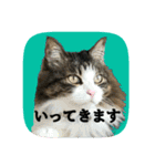 にゃんこツアー02★（個別スタンプ：17）