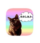 にゃんこツアー02★（個別スタンプ：18）