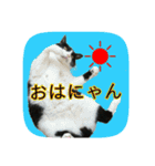 にゃんこツアー02★（個別スタンプ：19）