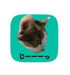 にゃんこツアー02★（個別スタンプ：21）