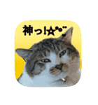 にゃんこツアー02★（個別スタンプ：23）