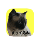 にゃんこツアー02★（個別スタンプ：24）