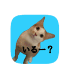 にゃんこツアー02★（個別スタンプ：25）