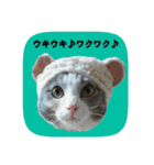 にゃんこツアー02★（個別スタンプ：29）