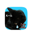 にゃんこツアー02★（個別スタンプ：30）