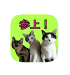 にゃんこツアー02★（個別スタンプ：32）