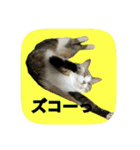にゃんこツアー02★（個別スタンプ：33）