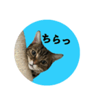 にゃんこツアー02★（個別スタンプ：34）