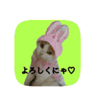 にゃんこツアー02★（個別スタンプ：35）