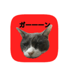 にゃんこツアー02★（個別スタンプ：36）