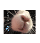 黄色い家のうさぎさん ver.2（個別スタンプ：1）