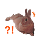 黄色い家のうさぎさん ver.2（個別スタンプ：4）