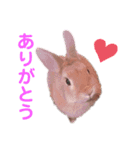 黄色い家のうさぎさん ver.2（個別スタンプ：6）