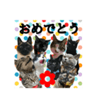にゃんこツアー03（個別スタンプ：1）