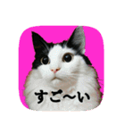にゃんこツアー03（個別スタンプ：2）