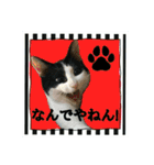 にゃんこツアー03（個別スタンプ：3）