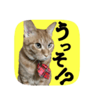 にゃんこツアー03（個別スタンプ：4）