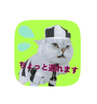 にゃんこツアー03（個別スタンプ：5）