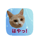 にゃんこツアー03（個別スタンプ：6）