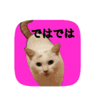 にゃんこツアー03（個別スタンプ：7）
