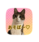 にゃんこツアー03（個別スタンプ：8）