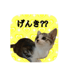 にゃんこツアー03（個別スタンプ：9）