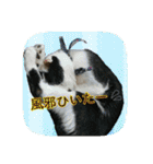 にゃんこツアー03（個別スタンプ：10）