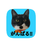 にゃんこツアー03（個別スタンプ：11）