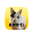にゃんこツアー03（個別スタンプ：13）