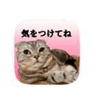 にゃんこツアー03（個別スタンプ：14）