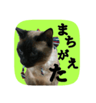 にゃんこツアー03（個別スタンプ：15）