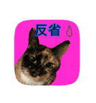 にゃんこツアー03（個別スタンプ：16）