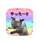 にゃんこツアー03（個別スタンプ：17）