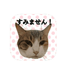 にゃんこツアー03（個別スタンプ：18）