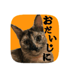 にゃんこツアー03（個別スタンプ：22）