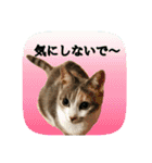 にゃんこツアー03（個別スタンプ：23）