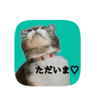 にゃんこツアー03（個別スタンプ：26）
