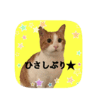 にゃんこツアー03（個別スタンプ：27）
