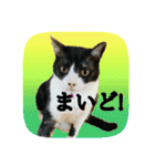 にゃんこツアー03（個別スタンプ：28）