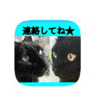 にゃんこツアー03（個別スタンプ：30）