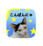 にゃんこツアー03（個別スタンプ：31）
