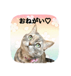 にゃんこツアー03（個別スタンプ：33）