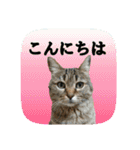 にゃんこツアー03（個別スタンプ：35）