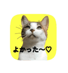 にゃんこツアー03（個別スタンプ：36）