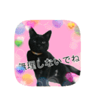 にゃんこツアー03（個別スタンプ：37）