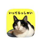 にゃんこツアー03（個別スタンプ：38）