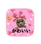 にゃんこツアー03（個別スタンプ：39）