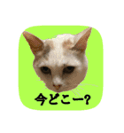 にゃんこツアー03（個別スタンプ：40）