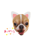 ユルいぬ（個別スタンプ：7）
